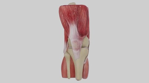 3D Human Knee Anatomy Animation