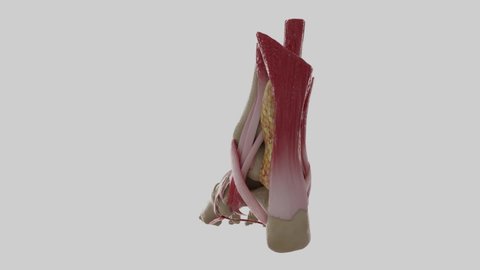 3D Human Foot Anatomy Animation