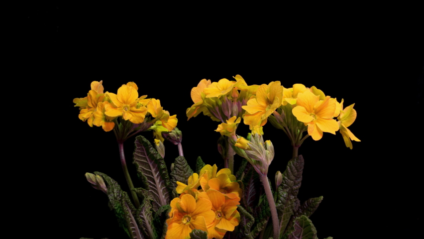 Yellow primrose flowers on a black background, time lapse, 4k | Shutterstock HD Video #1066527064