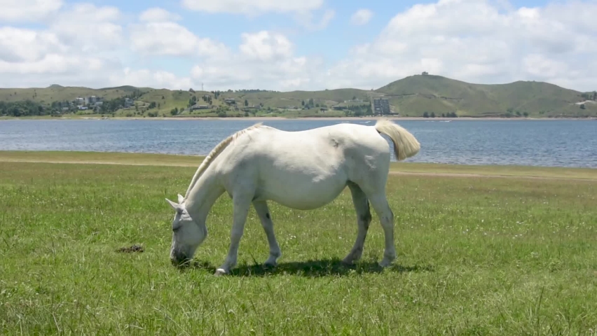 White horse grazing next to the lake in Cordoba, Argentina