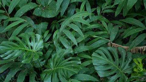 Exotic Monstera Jungle Rainforest Tropical Atmosphere Stock Footage ...