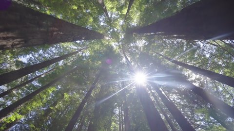 Moving shot of sunlight shining through forest canopy, low angle view