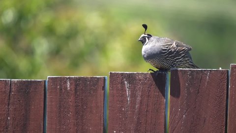 A Californian Quail bird on a fence post in New Zealand in slow motion
