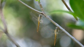 
Two yellow dragonfly perched on a branch against a beautiful forest backdrop.