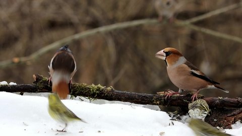 Two hawfinch (Coccothraustes coccothraustes) male birds at winter feeding in austria