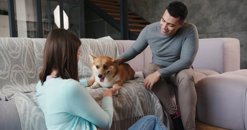 Lovely family couple plays with adorable friendly corgi dog sitting on comfortable sofa in modern living room slow motion