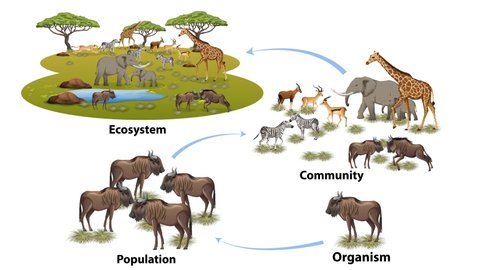 Ecosystem organization from individuals, populations, communities and ecosystems