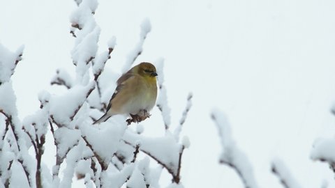 American Gold Finch fluffed up, sitting in a bush covered in snow while snow is falling