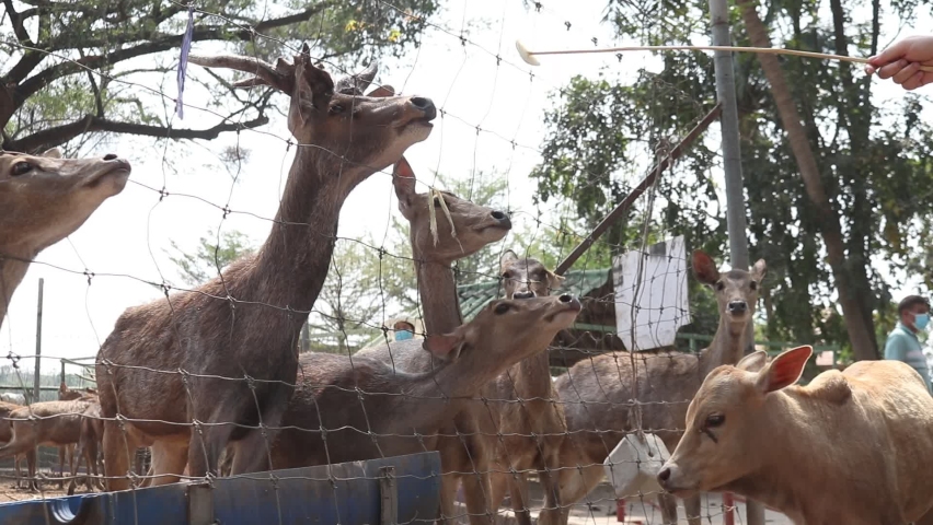 The deer in the zoo. Feed the deer. 
Deer, Zoo, 