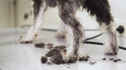 Female groomer, trimming afraid dog hair with clipper. Dog is trembling in fear 