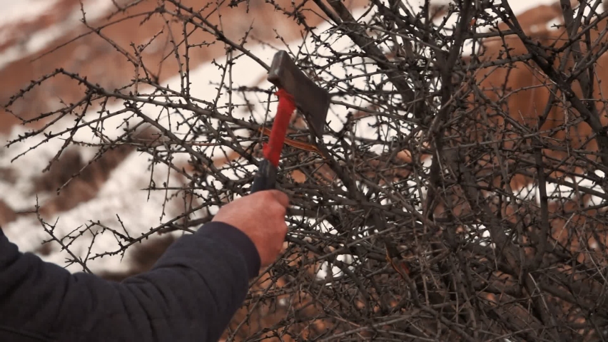Man hand cutting tree branches with axe. Red Ax on bush branch. Male arm close up slow motion shot of logging stick in winter snowy woods Royalty-Free Stock Footage #1066555582