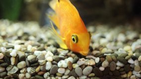 golden decorative fish in an aquarium on a background of green underwater plants and stones