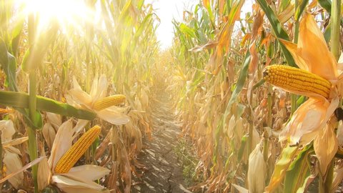 Walking through a corn field, point of view. Farmer controls the crop, ripe corn in the field is dry and ready for harvest. The sun shines through the leaves and stems