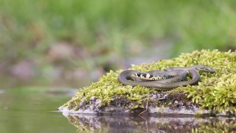 The grass snake (Natrix natrix) sunbathing on the stone covered by green moss. Characteristic habitat for this kind of snake.