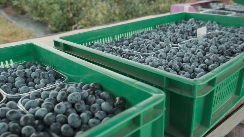 Blueberry harvest is collected in boxes, ready for transportation. Fresh and ripe organic blueberries grow in a garden on a summer day 4k