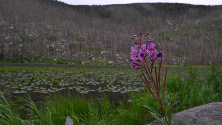 Wildflower blowing at Cub Lake in Rocky Mountain National Park