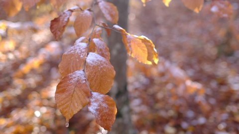 first snow covered autumn colored leaves in tree, tree brand with yellow leaves under snow