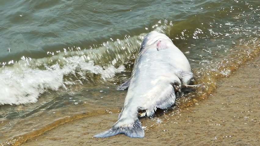 Large Dead Catfish Washed Up on River Side in Slow Motion