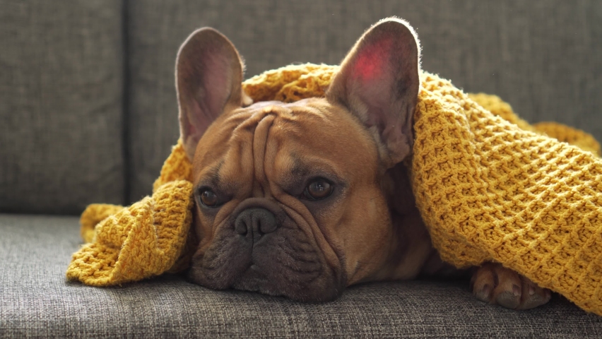 Beautiful dog, pet french bulldog purebred lies on sofa wrapped up in warm yellow blanket. Home comfort, tranquility left alone at home, bored while waiting for owner. Devoted gaze. To miss, devotion Royalty-Free Stock Footage #1066567426