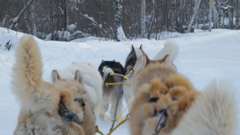 Husky Sledge Ride in Winter. Close up of Running Dogs Paws. Leisure and Winter Activities, Pets and Animals Concept