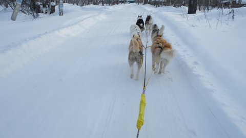 Back View of Husky Sledge Ride in Cold Winter Day. Slow Motion. Leisure and Winter Activities, Pets and Animals Concept