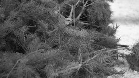 Closeup view black an white 4k video of many discarded old Christmas trees thrown away after winter holidays celebrations. Xmas wastes concept