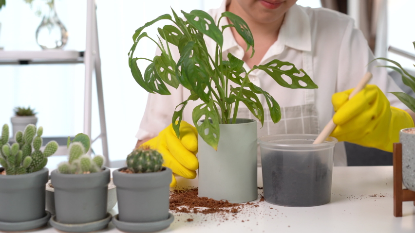 Cheerful happy Asian woman planting a small houseplant in the room close up, woman relocating the small monstera tree and cactus into the new pot. Asian girl planting a decorative plant in the house.