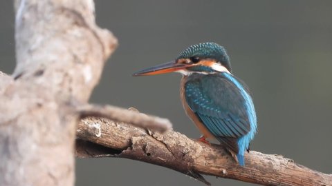 Kingfisher in pond area waiting for pray 
