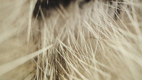 Skin and hair on an animal, wolf or dog. Fur close-up shot.