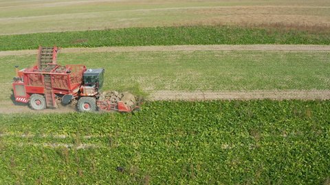 Harvester or combine harvests collects beets or beetroots, driving, riding on field. Mechanized harvesting agricultural work. Aerial view, drone shot
