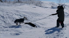 video of some friends with their dogs walking through a snowy field in Toledo