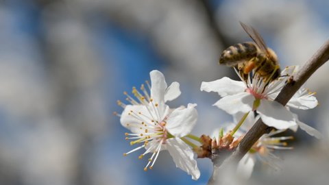 Blooming tree. Bee collects pollen from white flowers in orchard.