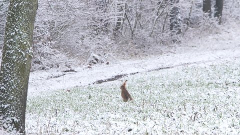 European Hare on a field with snow and starts running (Lepus europaeus). Hare in snowy winter 	