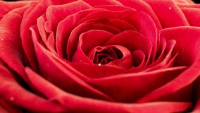 Red rose bloom in time lapse. Delicate rose bloom on a black background. Gentle light floral background. Timelapse. Macro. Wedding background, valentines day, mother's day, spring, easter