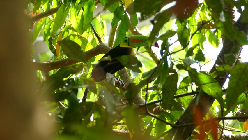 Huge beautiful Toucan Bird perced on a branch sitting still.