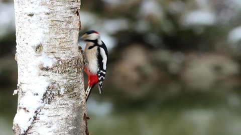 Great spotted woodpecker finds food in a birch 