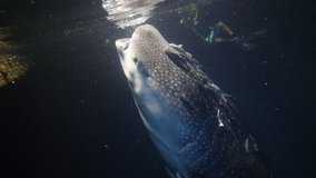 Slow motion shot diving Big whale shark (Rhincodon typus) feeding on plancton behind boat at night and swims in blue water in Maldives, Bohol Sea, Cebu, Philippines, Southeast Asia. Underwater video.
