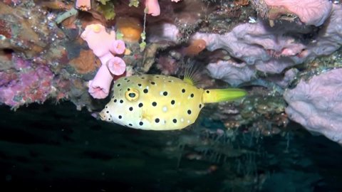 Yellow Boxfish (Ostracion cubicus) Under Ledge - Philippines