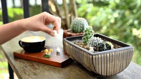 Cactus potted decoration. Lifestyle and outdoor activity at home. Home gardening in botanic garden alone - Powered by Shutterstock - Get 15% off with code: PIKWIZARD15