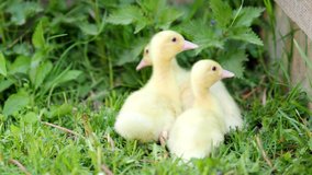 Three small fluffy ducklings outdoor in 4K VIDEO. Yellow baby duck birds on spring green grass discovers life. Organic farming, animal rights, back to nature concept.