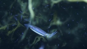 A squid is swimming in the night in the open sea. Underwater video 4k. Black water diving at Tulamben area, Bali, Indonesia.