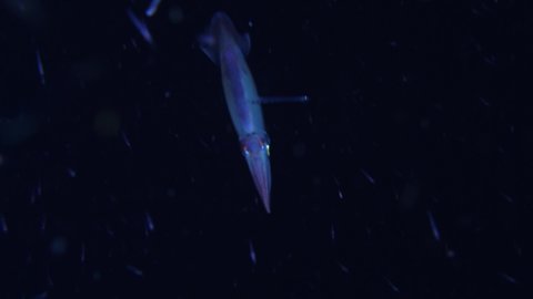 A squid is swimming in the night in the open sea. Underwater video 4k. Black water diving at Tulamben area, Bali, Indonesia.