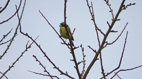 Yellow great titmouse bird (parus major) singing a bird song in some small branches.