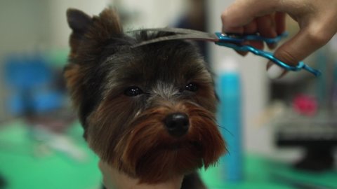 Yorkshire Terrier dog getting groomed at salon. Professional cares for a dog in a specialized grooming salon. Groomer's hands with scissors. Selective focus.	