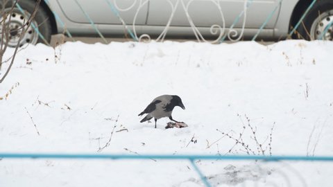 A crow on the snow pecks and eats its food