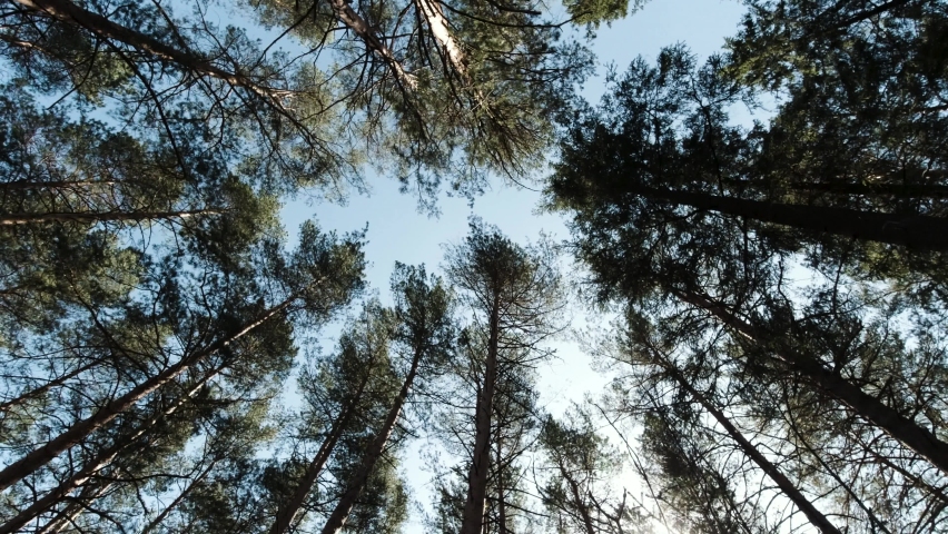 Trunks and tops of trees against the sky. Clip. Bottom view of beautiful natural landscape with trees and the sun shining through forest on blue sky background.  Royalty-Free Stock Footage #1066632412