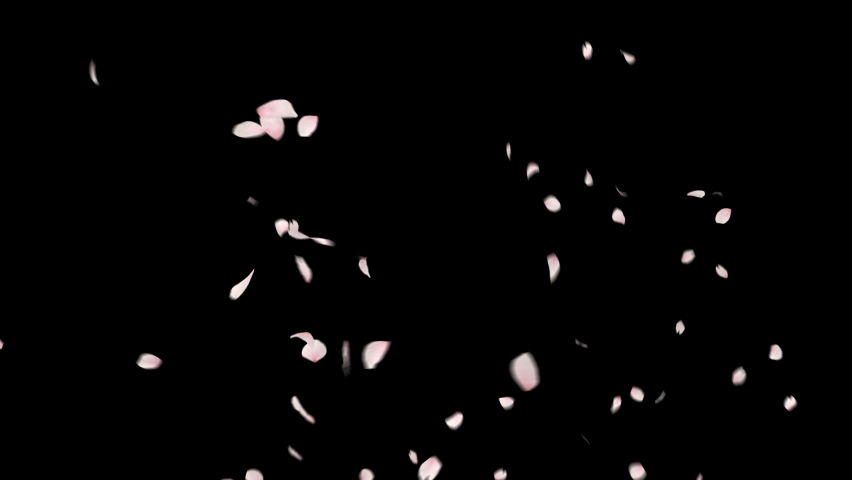 Cherry Blossom Explosion with alpha channel. This work is explosion of petals cherry blossom with alpha channel you can place on footage or background and easier to change color. | Shutterstock HD Video #1066634569