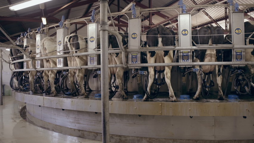 Cows at the Milk Production Factory. Process of milking cows on machine. Automated equipment for milking cows on dairy farm. Animal farm, Agricultural business. Modern farm. Royalty-Free Stock Footage #1066635490