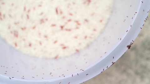 Close up of rice weevils, Snout beetles destroyed the grain jasmine rice stored in the rice bucket.