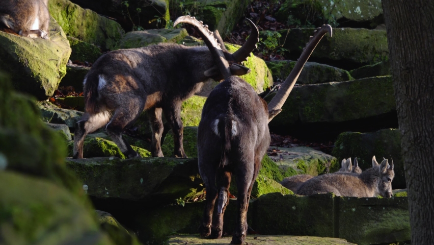 A group of alpine ibex, capricorn resting on rocks in autumn	
